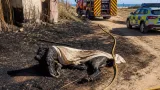 Incendio en el marjal de Gandía tras quemar un caballo provoca alarma y sanción a los propietarios