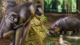 Valencia celebra el nacimiento de un dril, primate en grave peligro de extinción
